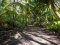 Waldweg, Bird Island