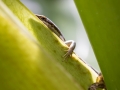 Trachylepis wrightii wrightii