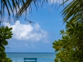 Bird Island