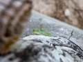 Taggecko, Phelsuma sundbergi longinsulae