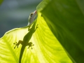 Taggecko, Phelsuma sundbergi longinsulae