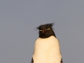 Felsenpinguin