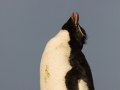 Felsenpinguin