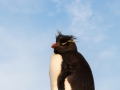 Felsenpinguin