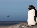 Felsenpinguin