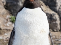 Felsenpinguin