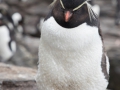 Felsenpinguin