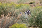 Magellanpinguine, Carcass Island