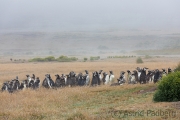 Magellanpinguine, Carcass Island