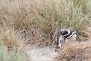 Magellanpinguin, Carcass Island