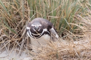 Magellanpinguin, Carcass Island