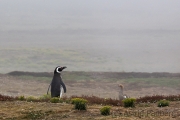 Magellanpinguin, Carcass Island