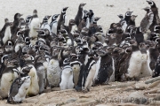 Magellanpinguine, Carcass Island