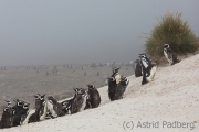 Magellanpinguine, Carcass Island