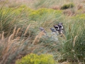 Magellanpinguine, Carcass Island