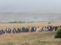 Magellanpinguine, Carcass Island