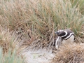 Magellanpinguin, Carcass Island