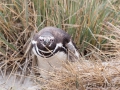 Magellanpinguin, Carcass Island