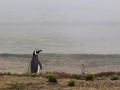 Magellanpinguin, Carcass Island