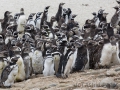 Magellanpinguine, Carcass Island