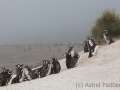 Magellanpinguine, Carcass Island