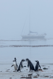 Magellanpinguine im Morgengrauen