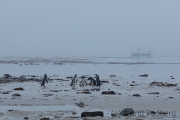 Magellanpinguine im Morgengrauen