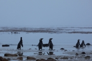 Magellanpinguine im Morgengrauen