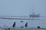 Magellanpinguine im Morgengrauen