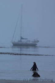 Magellanpinguine im Morgengrauen