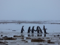 Magellanpinguine im Morgengrauen