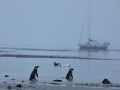 Magellanpinguine im Morgengrauen