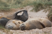 Seeelefanten, Carcass Island