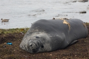 Seeelefant, Carcass Island