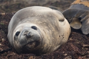 Seeelefant, Carcass Island