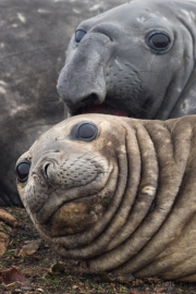 Seeelefanten, Carcass Island