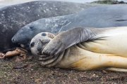 Seeelefanten, Carcass Island