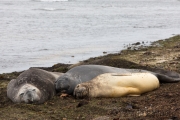 Seeelefanten, Carcass Island