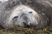 Seeelefant, Carcass Island