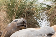 Seeelefant, Carcass Island