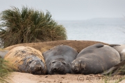 Seeelefanten, Carcass Island