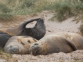 Seeelefanten, Carcass Island