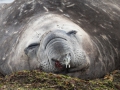 Seeelefant, Carcass Island