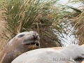 Seeelefant, Carcass Island