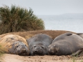 Seeelefanten, Carcass Island