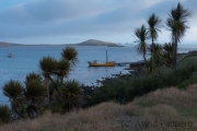 Carcass Island, settlement