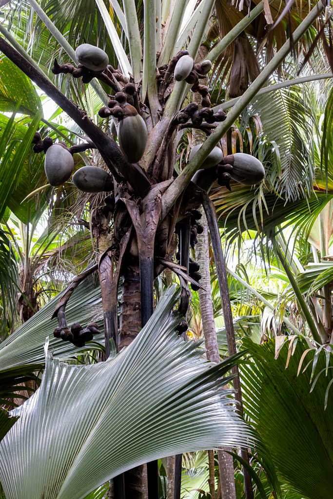 Coco-de-Mer (w)