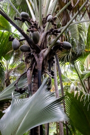Coco-de-Mer (w)