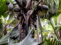 Coco-de-Mer (w)