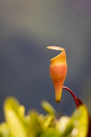 Seychellen-Kannenpflanze, Copolia